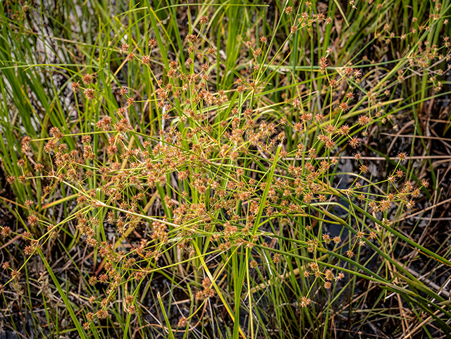 Juncus polycephalos (Manyhead rush) #83504