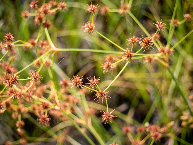 Juncus polycephalos (Manyhead rush) #83505