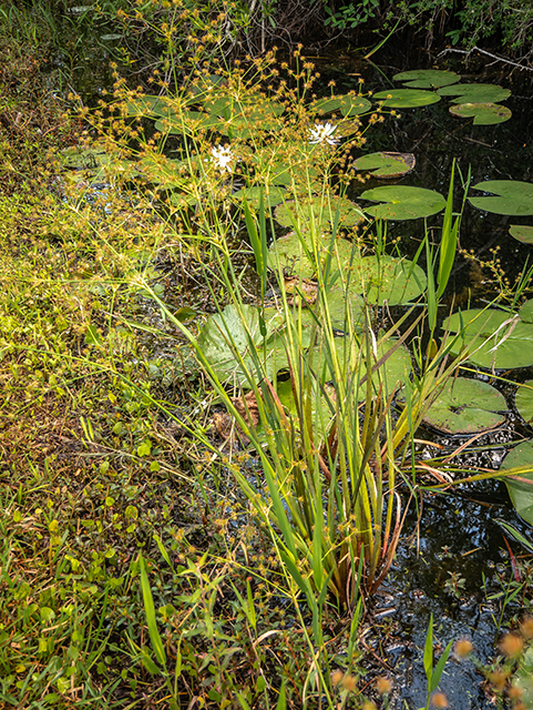 Juncus polycephalos (Manyhead rush) #83510