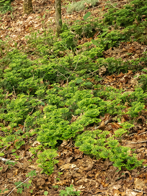 Lycopodium digitatum (Fan clubmoss) #83528