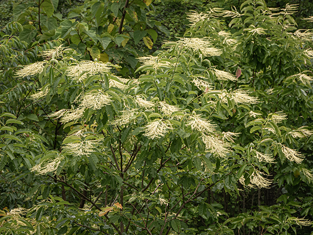 Oxydendrum arboreum (Sourwood) #83668