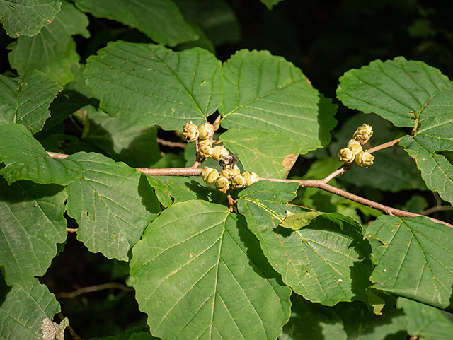 Hamamelis virginiana (Witch-hazel) #83687