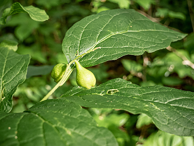 Pyrularia pubera (Buffalo nut) #83699