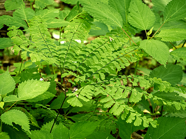 Adiantum pedatum (Northern maidenhair fern) #83711