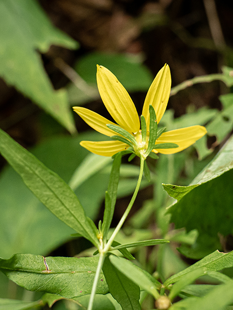 Coreopsis major (Greater tickseed) #83723