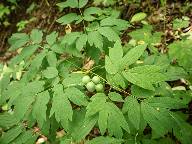 Caulophyllum thalictroides (Blue cohosh) #83744