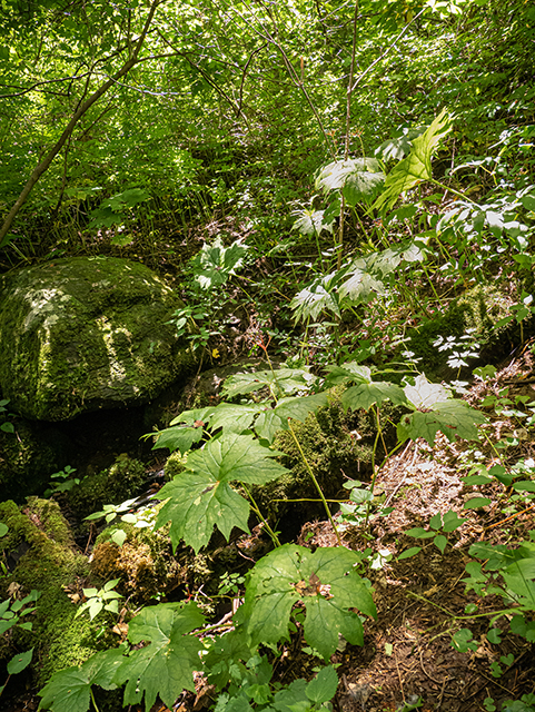 Diphylleia cymosa (American umbrellaleaf) #83745