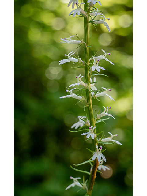 Lobelia spicata (Pale-spike lobelia) #83765