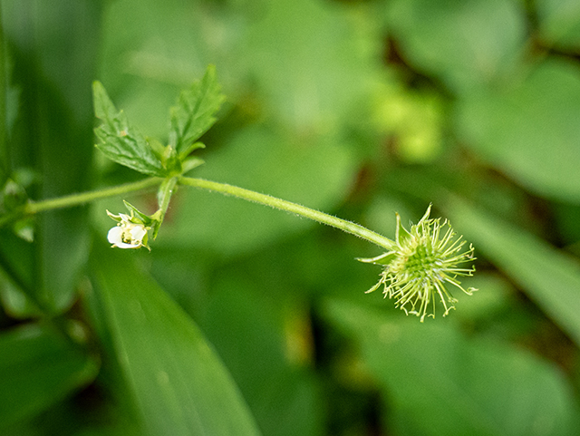 Geum canadense (White avens) #83818