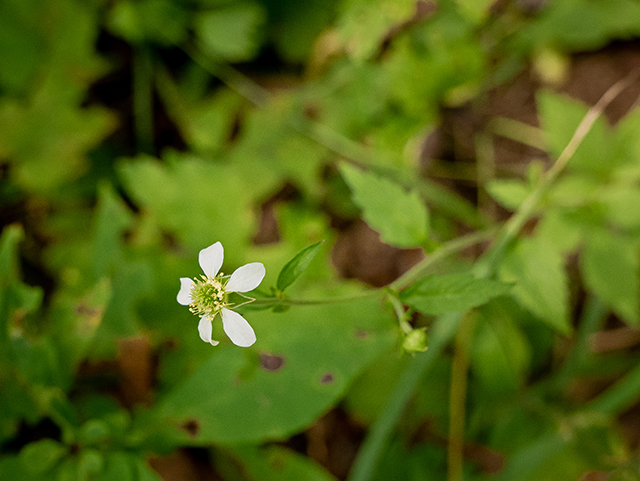 Geum canadense (White avens) #83820