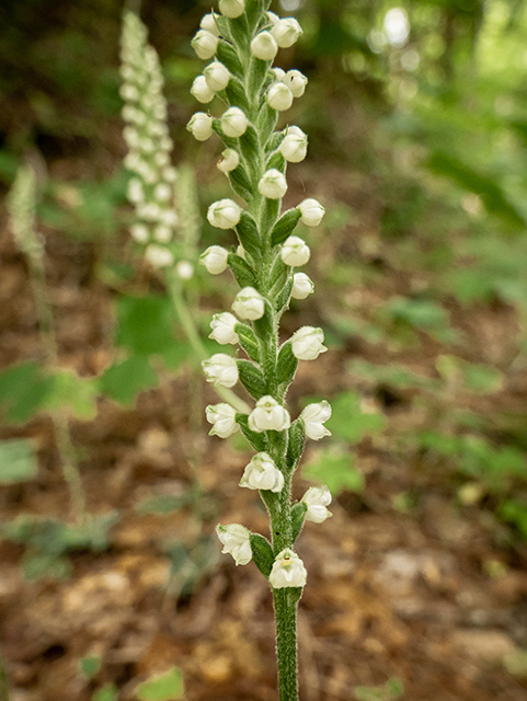 Goodyera pubescens (Downy rattlesnake plantain) #83858