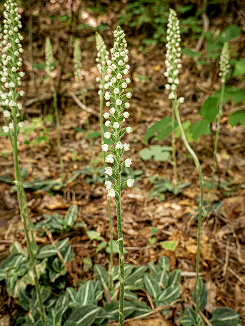 Goodyera pubescens (Downy rattlesnake plantain) #83859