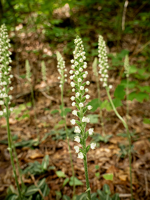 Goodyera pubescens (Downy rattlesnake plantain) #83860