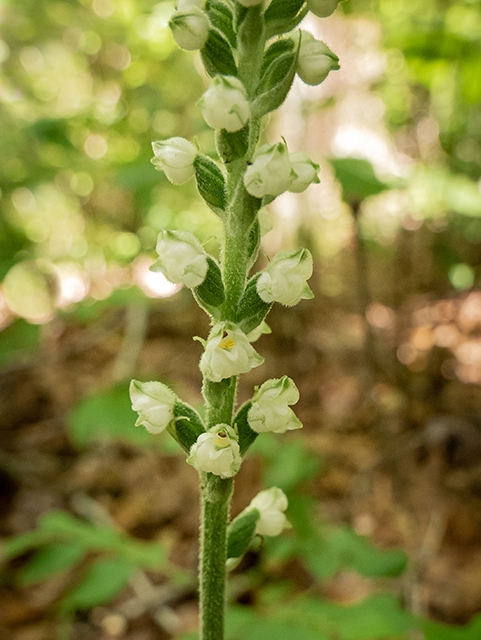 Goodyera pubescens (Downy rattlesnake plantain) #83862