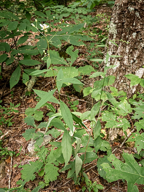 Doellingeria infirma (Appalachian flat-topped white aster) #83865