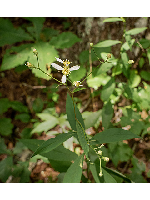 Doellingeria infirma (Appalachian flat-topped white aster) #83866