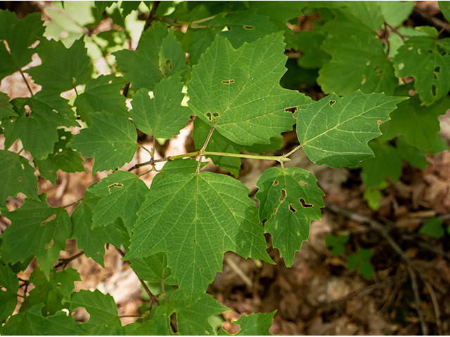 Viburnum acerifolium (Mapleleaf viburnum) #83870