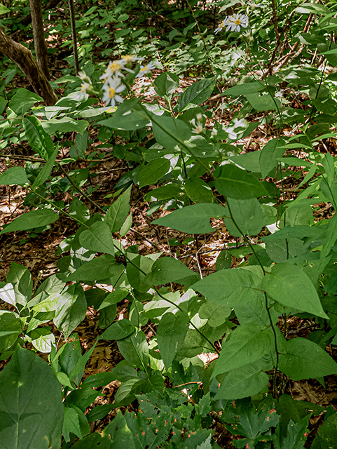 Eurybia divaricata (White wood aster) #83878