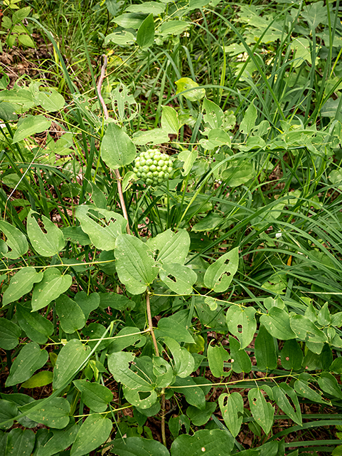 Smilax herbacea (Smooth carrionflower) #83881