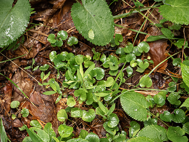 Viola appalachiensis (Appalachian violet) #83889