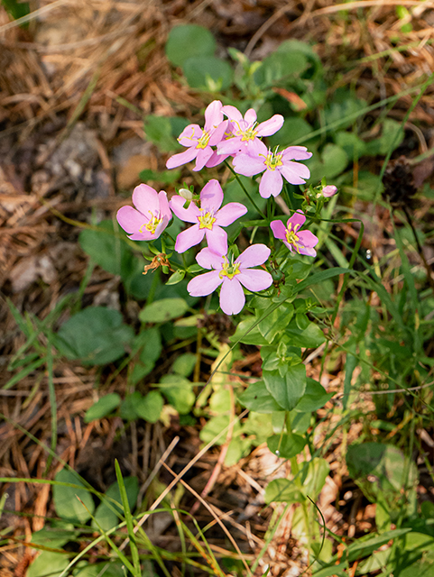 Sabatia angularis (Rosepink) #83904