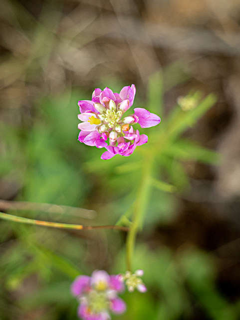 Polygala curtissii (Curtiss' milkwort) #83909