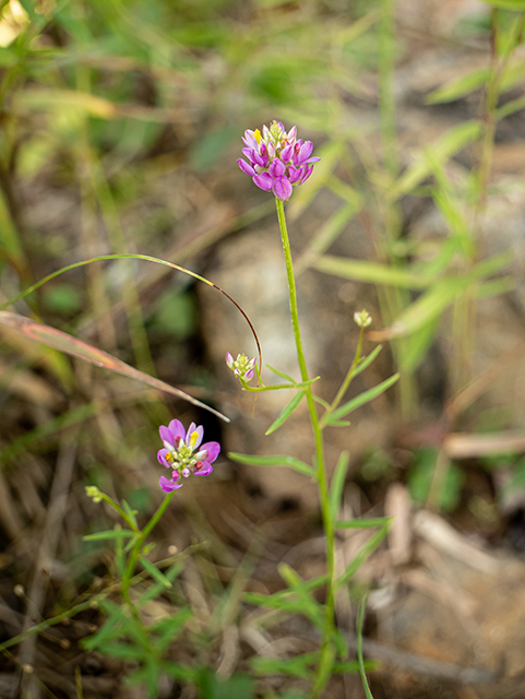 Polygala curtissii (Curtiss' milkwort) #83910