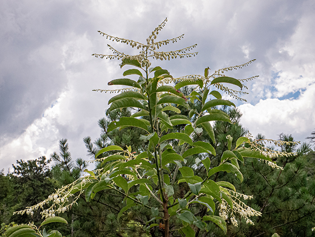 Oxydendrum arboreum (Sourwood) #83948