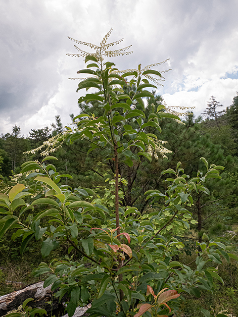 Oxydendrum arboreum (Sourwood) #83949