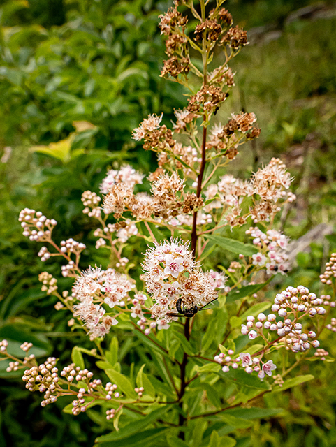 Spiraea alba (White meadowsweet) #83951