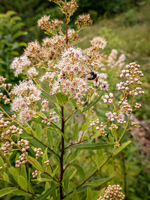 Spiraea alba (White meadowsweet) #83952