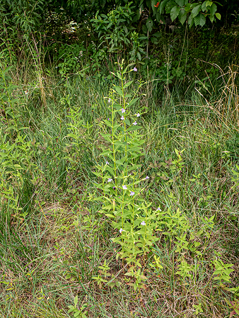 Mimulus ringens (Allegheny monkeyflower) #83963