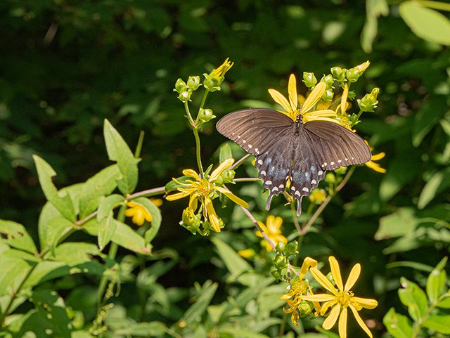 Silphium trifoliatum var. trifoliatum (Whorled rosinweed) #83975