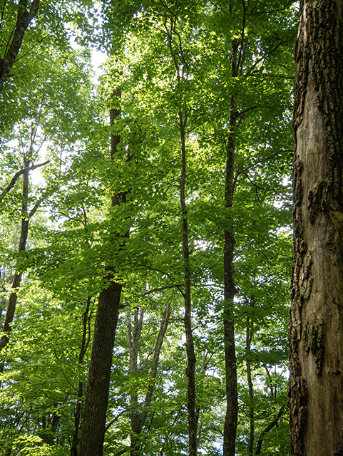 Acer saccharum (Sugar maple) #84022