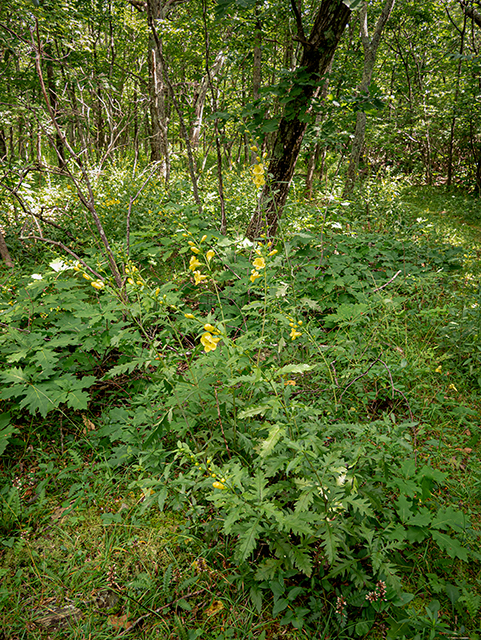 Aureolaria flava (Smooth yellow false foxglove) #84028