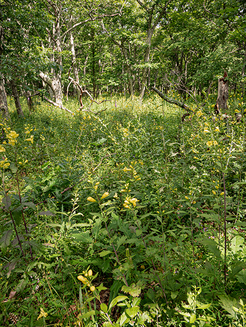 Aureolaria flava (Smooth yellow false foxglove) #84029