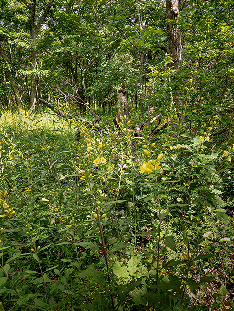 Aureolaria flava (Smooth yellow false foxglove) #84030