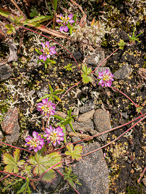 Polygala curtissii (Curtiss' milkwort) #84041