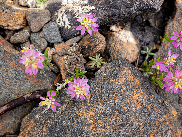 Polygala curtissii (Curtiss' milkwort) #84042