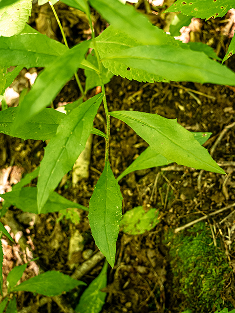 Hieracium paniculatum (Allegheny hawkweed) #84067