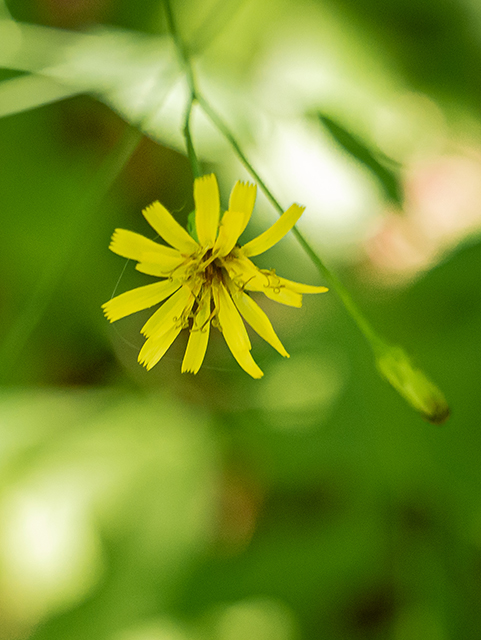 Hieracium paniculatum (Allegheny hawkweed) #84068