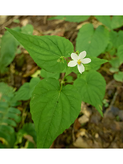 Viola canadensis var. canadensis (Canadian white violet) #84079