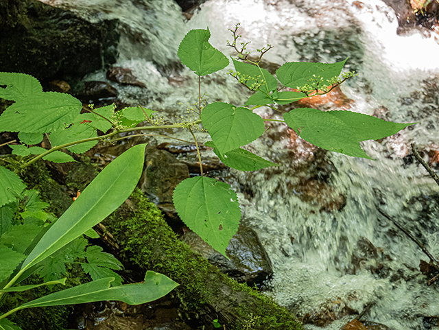 Laportea canadensis (Canadian woodnettle) #84083