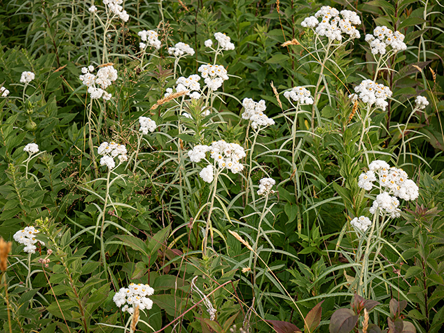 Anaphalis margaritacea (Western pearly everlasting) #84113