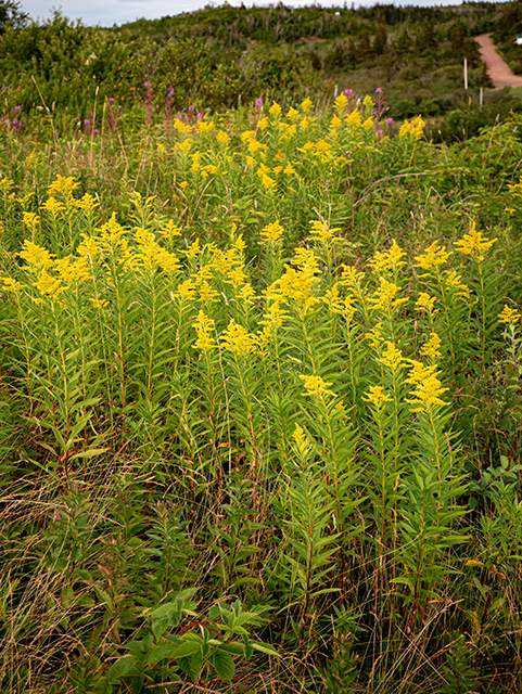 Solidago altissima (Tall goldenrod) #84119