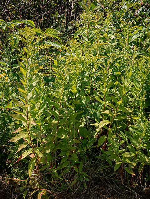 Solidago rugosa (Wrinkleleaf goldenrod) #84141