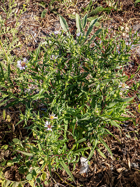 Symphyotrichum novi-belgii (New york aster) #84151