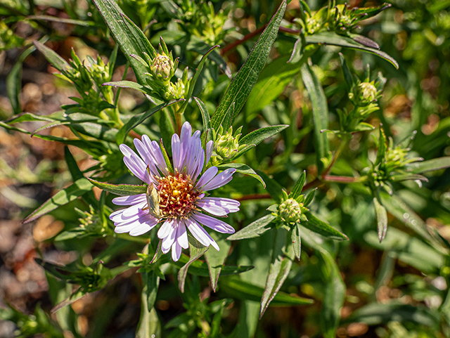 Symphyotrichum novi-belgii (New york aster) #84153