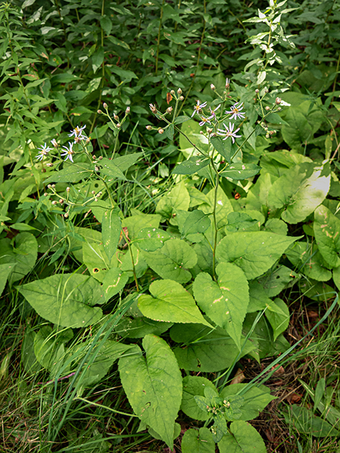 Eurybia macrophylla (Bigleaf aster) #84178