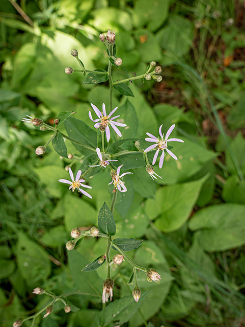 Eurybia macrophylla (Bigleaf aster) #84179